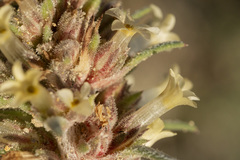 Ipomopsis spicata spicata