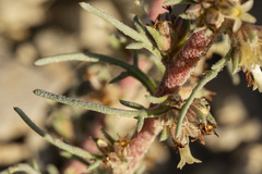 Ipomopsis spicata spicata