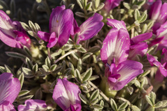 Astragalus wittmannii
