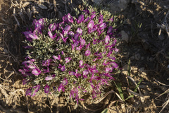Astragalus wittmannii