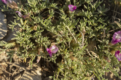 Astragalus wittmannii