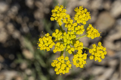 Harbouria trachypleura