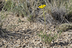 Harbouria trachypleura