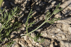 Harbouria trachypleura