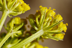 Harbouria trachypleura