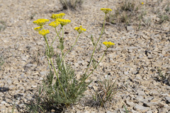 Harbouria trachypleura