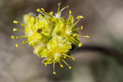 Eriogonum lachnogynum