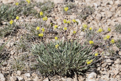Eriogonum lachnogynum