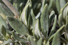 Eriogonum lachnogynum