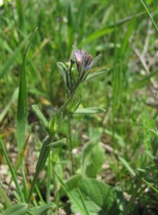 Buglossoides tenuiflora