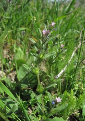 Buglossoides tenuiflora