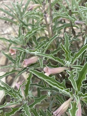 Pterodiscus ngamicus