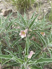 Pterodiscus ngamicus