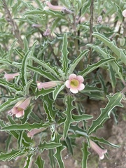 Pterodiscus ngamicus
