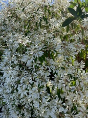 Euphorbia leucocephala
