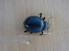 Prionotheca coronata