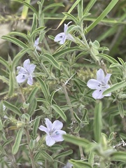 Barleria virgula