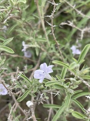 Barleria virgula