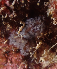 Entoprocta