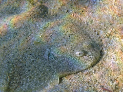 Solea aegyptiaca