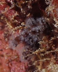 Entoprocta