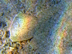 Solea aegyptiaca