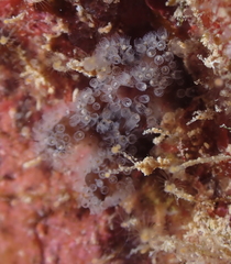 Entoprocta