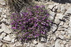 Astragalus wittmannii
