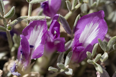 Astragalus wittmannii