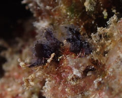 Entoprocta