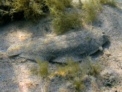 Solea aegyptiaca