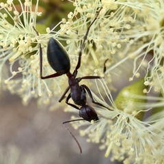 Camponotus aurocinctus