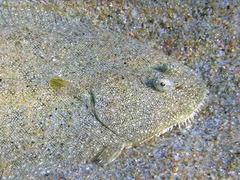 Solea aegyptiaca