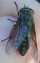 Hybomitra bimaculata