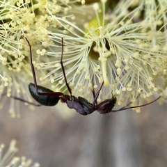 Camponotus aurocinctus