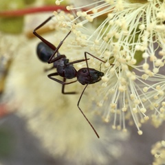 Camponotus aurocinctus