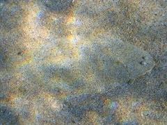 Solea aegyptiaca