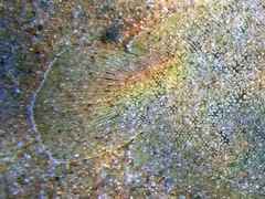 Solea aegyptiaca