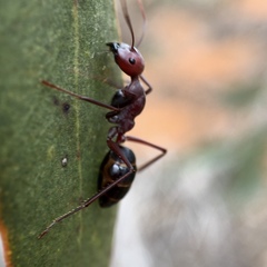 Camponotus aurocinctus