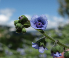 Cynoglossum wallichii