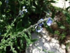 Cynoglossum wallichii