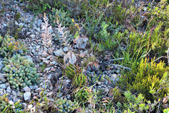 Haworthiopsis fasciata