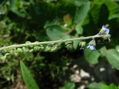 Cynoglossum wallichii