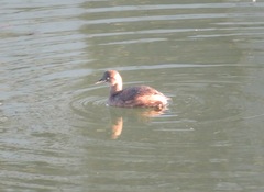 Tachybaptus ruficollis