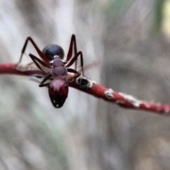 Camponotus aurocinctus