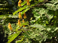 Senna reticulata