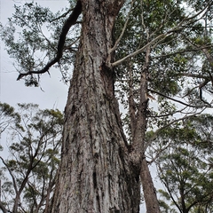 Eucalyptus blaxlandii