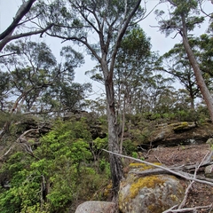 Eucalyptus blaxlandii