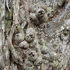 Eucalyptus blaxlandii