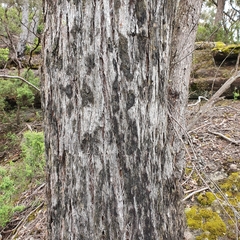Eucalyptus blaxlandii